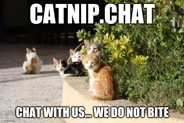 catnip.chat – chat with us – we do not bite